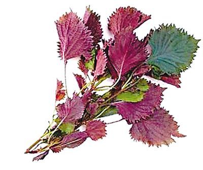 Dried Perilla leaf /purple perilla